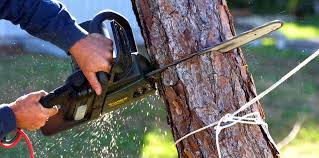 Best Hazardous Tree Removal  in Pleasantville, NY